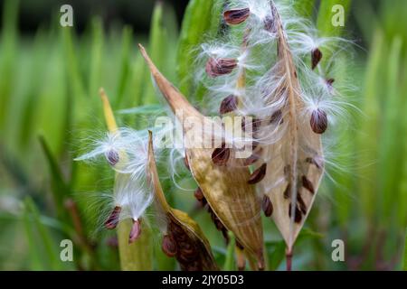 Les gousses de l'espèce d'asclépias incarnata (asclepias incarnata) mûres d'automne qui ont ouvert les graines et dispersé avec de la soie dentaire soyeuse Banque D'Images