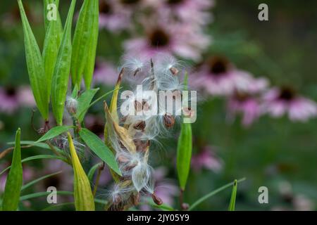 Les gousses de l'espèce d'asclépias incarnata (asclepias incarnata) mûres d'automne qui ont ouvert les graines et dispersé avec de la soie dentaire soyeuse Banque D'Images