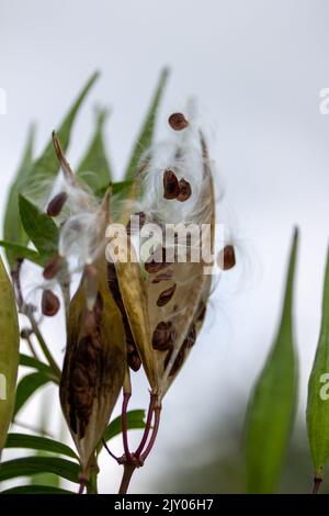 Les gousses de l'espèce d'asclépias incarnata (asclepias incarnata) mûres d'automne qui ont ouvert les graines et dispersé avec de la soie dentaire soyeuse Banque D'Images