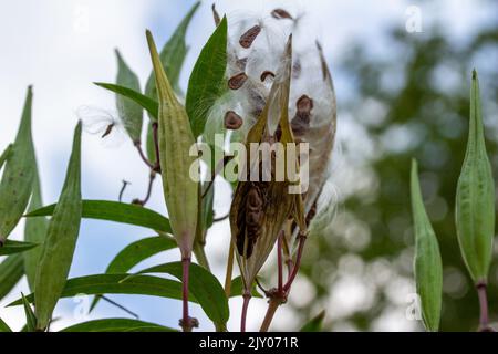 Les gousses de l'espèce d'asclépias incarnata (asclepias incarnata) mûres d'automne qui ont ouvert les graines et dispersé avec de la soie dentaire soyeuse Banque D'Images