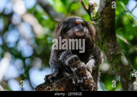 singe sagui dans la forêt tropicale de rio de janeiro Banque D'Images