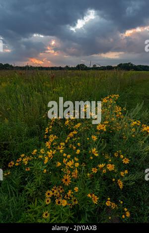 Les tournesols fleurissent à la fin de l'été dans la prairie au coucher du soleil, réserve forestière de Kankakee Sands, comté de will, Illinois Banque D'Images