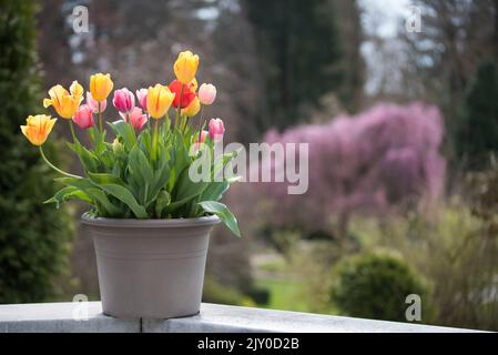 Un pot de fleurs de tulipe colorées au printemps ensoleillé jour. Banque D'Images