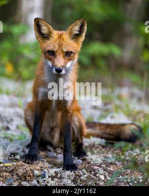 Profil de Red Fox en gros plan assis et regardant l'appareil photo avec un arrière-plan de forêt flou dans son environnement et son habitat environnant. Fox image. Banque D'Images