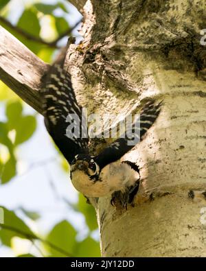 Pic volant hors de sa maison de nid d'oiseau avec des ailes étalés avec un arrière-plan flou dans son environnement et son habitat environnant. Image de pic de bois Banque D'Images