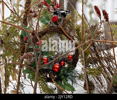 Pic perché sur une couronne de Noël en hiver avec de la neige et un arrière-plan flou dans son environnement et ses environs. Carte de Noël. Photo. Banque D'Images