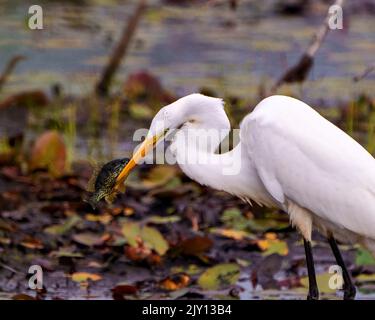 Grand Egret blanc manger un poisson avec un arrière-plan de feuillage flou dans son environnement et son habitat humide entourant. Egret image. Image. Portrait. Photo Banque D'Images