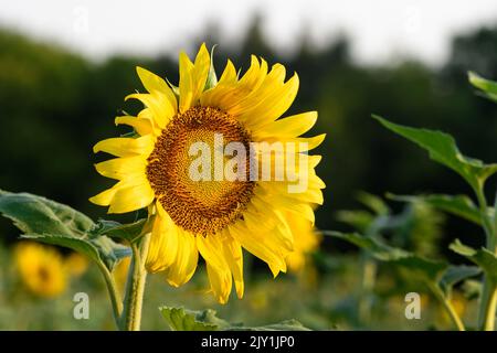 Le visage de tournesol brille au soleil - été Banque D'Images