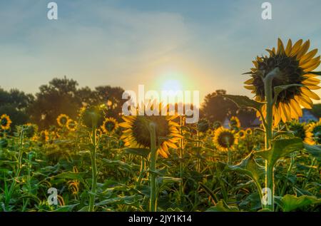 Arrière des tournesols dans Field contre Rising Sun - été Banque D'Images