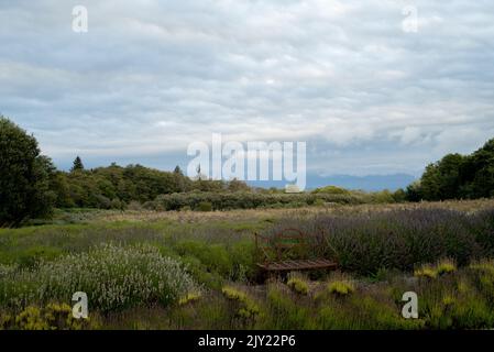 Lever du soleil dans une ferme de lavande à Sequim, Washington Banque D'Images