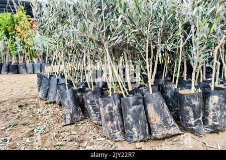 Beaucoup de plantules d'oliviers en pépinière de plantes préparées pour la vente, pour l'atterrissage. Angle inférieur Banque D'Images