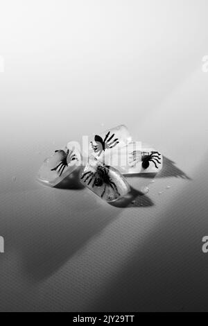 Cube de glace avec araignées factices. Scène d'horreur d'Halloween. Photographie en noir et blanc Banque D'Images