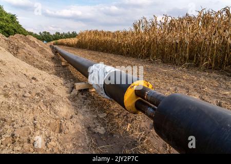 Pose de conduites de chauffage urbain, à côté d'un champ, avec du maïs, le chauffage urbain provient d'une usine de biogaz et est directement acheminé aux ménages en t. Banque D'Images