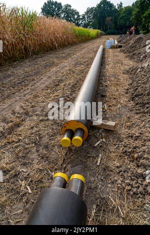 Pose de conduites de chauffage urbain, à côté d'un champ, avec du maïs, le chauffage urbain provient d'une usine de biogaz et est directement acheminé aux ménages en t. Banque D'Images