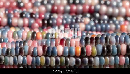 Les épis de maïs en verre de Zea Mays, également connus sous le nom de maïs calico, flint ou fiesta, avec des grains de couleur vive. Cultivé dans un jardin urbain à Londres. Banque D'Images