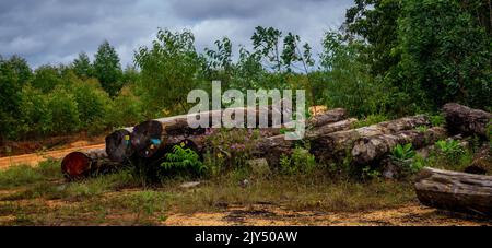 Bois tropical de Bornéo empilé dans une cour en bois. Contexte agricole Banque D'Images