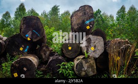 Bois tropical de Bornéo empilé dans une cour en bois. Contexte agricole Banque D'Images