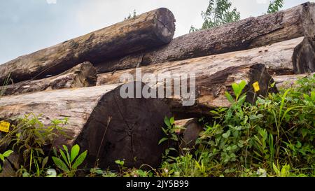 Bois tropical de Bornéo empilé dans une cour en bois. Contexte agricole Banque D'Images