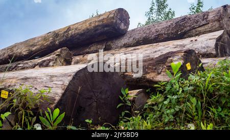 Bois tropical de Bornéo empilé dans une cour en bois. Contexte agricole Banque D'Images