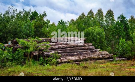 Bois tropical de Bornéo empilé dans une cour en bois. Contexte agricole Banque D'Images