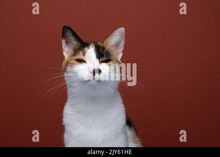 portrait de chat en colère regardant l'appareil photo sur fond rouge avec espace de copie Banque D'Images