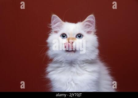 blanc moelleux chaton sibérien léchant lèvres portrait sur fond rouge Banque D'Images