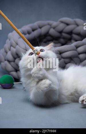 chaton sibérien blanc moelleux jouant avec le jouet du chat faisant le visage drôle Banque D'Images