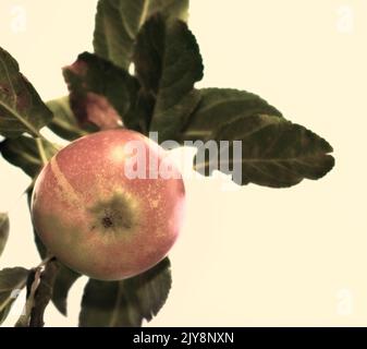 Pommes fraîches. Pommes fraîches dans un cadre naturel - sur fond blanc. Banque D'Images