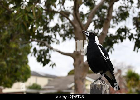 Un magpie australienne mâle chantant au sommet d'une clôture en bois usée dans la banlieue de Melbourne, pendant une journée découverte Banque D'Images
