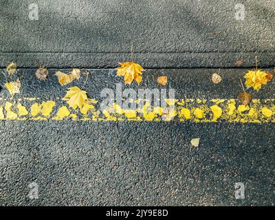 feuilles d'érable jaune sur asphalte foncé humide avec marquage routier Banque D'Images