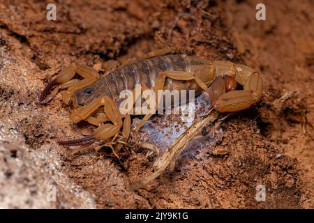 Scorpion jaune brésilien femelle adulte de l'espèce Tityus serrulatus Banque D'Images