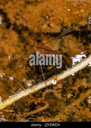 Petit strider d'eau de la famille Gerridae Banque D'Images