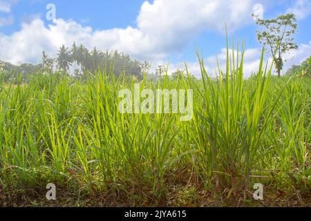 Très jeunes plants de canne à sucre qui poussent dans les champs de canne à sucre, feuilles vertes fraîches sur fond ciel clair, industrie alimentaire Banque D'Images