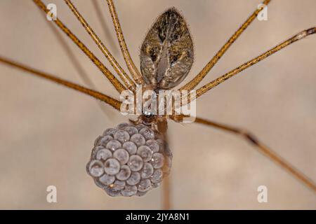 Femelle adulte à corps court araignée cellulaire de l'espèce Physocyclus globosus avec oeufs Banque D'Images