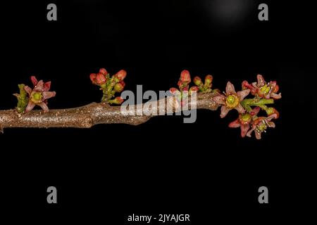 Rouge Mombin plante fleur de l'espèce Spondias purpurea Banque D'Images