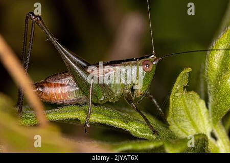 Le petit Meadow Katydid Nymph du genre Conocephalus Banque D'Images