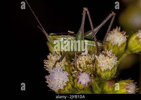 Le petit Meadow Katydid Nymph du genre Conocephalus Banque D'Images