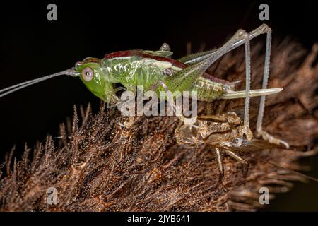 Le petit Meadow Katydid Nymph du genre Conocephalus Banque D'Images