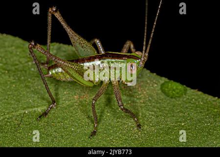 Le petit Meadow Katydid Nymph du genre Conocephalus Banque D'Images