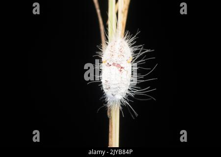 Mealy bug , Planococcus citri, Satara, Maharashtra, Inde Banque D'Images