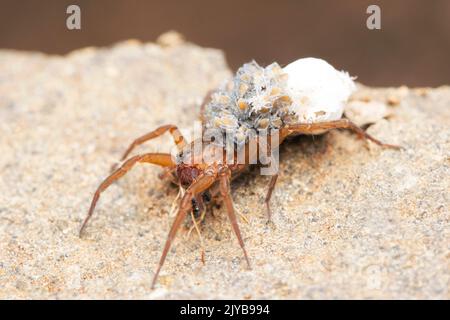 Araignée de loup femelle transportant ses bébés et sac d'œufs, Pardosa milvina, Satara, Maharashtra, Inde Banque D'Images