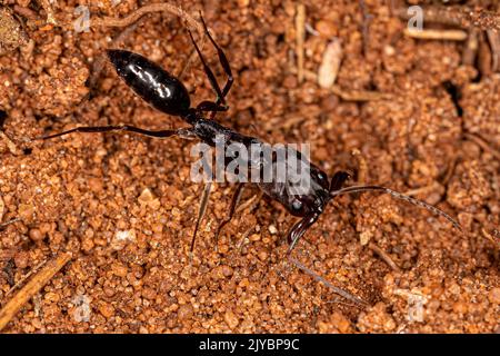 Piège à mâchoires adultes Ant du genre Odontomachus Banque D'Images