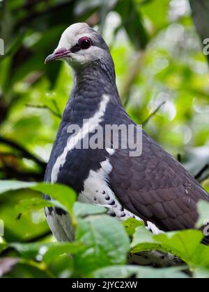 RÉGAL Wonga Pigeon distingué dans une position imposante. Banque D'Images