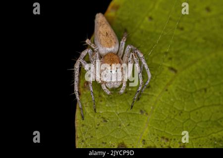 Femelle adulte à rayures Lynx Spider du genre Oxyopes Banque D'Images