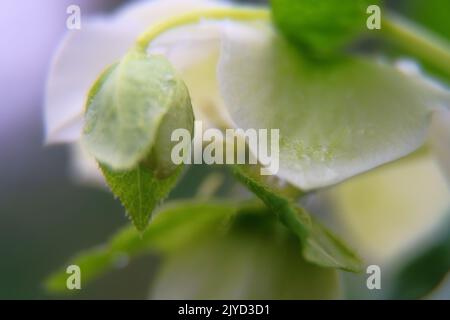 Les fleurs de Noël (Helleborus) sont représentées en gros plan. Cette fleur inhabituelle fleurit en hiver Banque D'Images