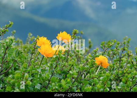 L'attrait des prairies de montagne luxuriantes. Le globeflower de l'Altaï (Trollius altaicus, Trollius asiticus), dans les montagnes de l'Altaï, pousse dans les prairies alpines amon Banque D'Images