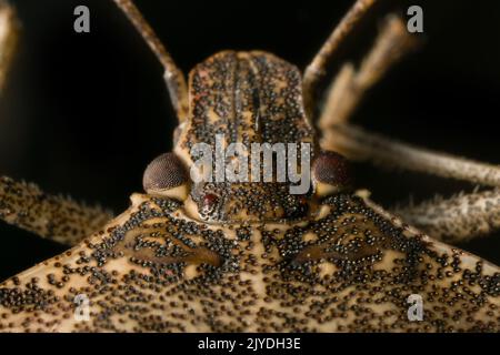 True bugs (Hemiptera), portrait de tête ultra macro sur fond noir. Macro-photographie bug Banque D'Images