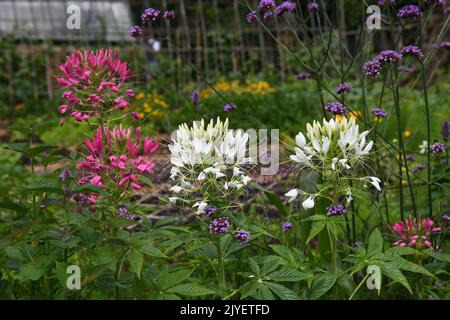 Plantes de Cleome rouge et blanc Banque D'Images