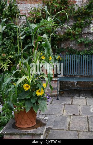 Jardin d'été patio Banque D'Images
