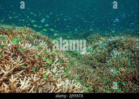 Récif pittoresque avec des damgels bleus, Chromis viridis, au-dessus des coraux pierreux Acrapora, Raja Ampat Indonésie. Banque D'Images